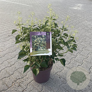 Hedera hel. 'Arborescens' 40-50 cm 10L