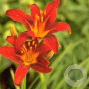 Hemerocallis 'Sammy Russell' GM P9