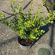 Ilex crenata 'Caroline Upright' 30-40 cm 3,0L