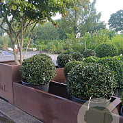 Ilex meserv. 'Blue Angel' 60 cm cont. 65L bol