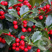 Ilex meservea 'Heckenfee' 200-250 cm cont. 160L solitair opgeknipt struik