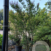 Lagerstroemia 'Natchez' 250-300 cm container meerstammig