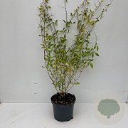 Lespedeza thunbergii 35-45 cm 3,5L