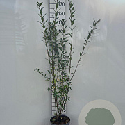 Ligustrum vulgare 100-125 cm 5,0L
