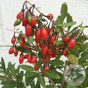 Lycium barbarum Little Goji 40-50 cm 6L