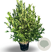 Magnolia stellata 125-150 cm 35L