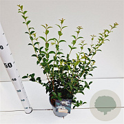 Osmanthus burkwoodii 40-50 cm 2,5L