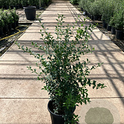 Osmanthus burkwoodii 80-100 cm 15L