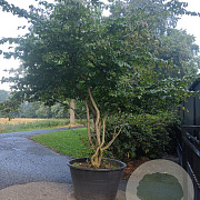 Parrotia persica 'Bella' 200-250 cm cortenstaal bloembak meerstammig