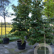 Parrotia persica 'Vanessa' 16-18 HO container geveerd