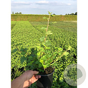 Physocarpus capitatus 'Tilden Park' 30-40 cm 5,0L