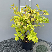 Physocarpus opulif. 'Dart's Gold' 50-60 cm 3,0L