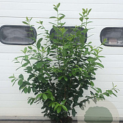 Prunus l. 'Novita' 150-175 cm 20L struik