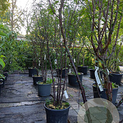 Prunus serrula 250-300 cm container meerstammig