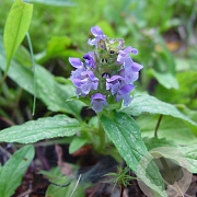 Prunella vulgaris GM C1 BIO inheems