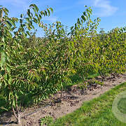 Prunus yedoensis 250-300 cm container meerstammig