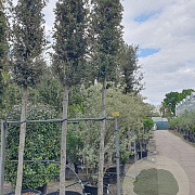 Quercus ilex 20-25 HO container