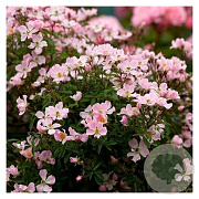 Rosa (H) 'Nozomi' GM C1.5 eigen wortel
