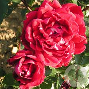 Rosa (K) Red New Dawn GM rozenpot 4L