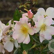 Rosa (H) 'Sally Holmes' GM rozenpot 4L