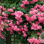 Rosa (K) 'Zéphirine Drouhin' GM rozenpot 4L