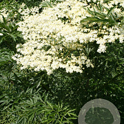 Sambucus nigra 'Laciniata' 100-125 cm 12L