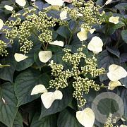 Schizophragma hydrangeoides 'Moonlight' 100-125 cm 7,5L