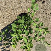 Spiraea betulifolia 'Tor' 15-20 cm C1.5