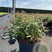 Spiraea jap. 'Anthony Waterer' 20-25 cm 2,0L