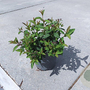 Spiraea jap. 'Dart's Red' GM C1.3