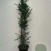 Taxus baccata 100-125 cm 7,5L solitair