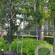 Tilia europaea 'Pallida' 16-18 HO container leiboom