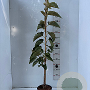 Tilia henryana 125-150 cm 5,0L