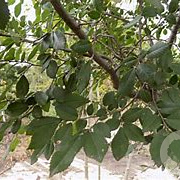 Ulmus parvifolia 'Danna Spire' 60-80 cm 3,0L sleuvenpot