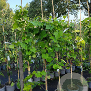 Vitis 'Boskoop Glory' 150-175 cm 5,0L