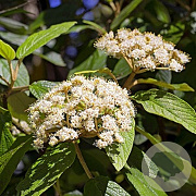 Viburnum rhytidophyllum ' Holland' 150-175 cm container 