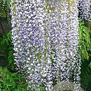 Wisteria floribunda 'Multijuga' 400-450 cm 25L