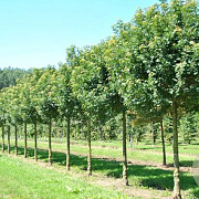 Acer campestre 'Anny's Globe' 6-8 cm 25L 225 cm stam