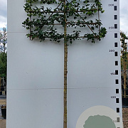 Acer campestre 'Elsrijk' 14-16 HO 40L 200 cm stam lei 150x150