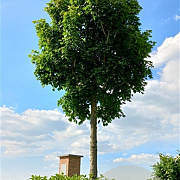 Acer campestre Street Pillar 10-12 cm cont. 55L