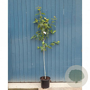 Acer davidii Viper 10-12 cm 45L