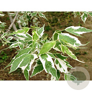 Acer negundo 'Aureomarginatum' 14-16 cm cont. 70L 225 cm stam solitair