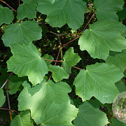 Acer opalus 200-250 cm 35L meerstammig solitair