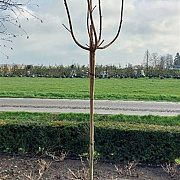 Acer plat. 'Crimson Sentry' 6-8 cm 25L 225 cm stam