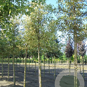 Acer plat. 'Drummondii' 6-8 cm 35L BEVEERD