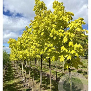 Acer plat. Princeton Gold 6-8 cm 35L BEVEERD