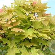 Acer pseud. 'Prinz Handjery' 12-14 cm 40L 225 cm stam