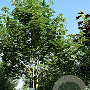 Acer pseudoplatanus 25-30 cm draadkluit