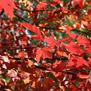 Acer rubrum 'Scanlon' 10-12 HO 35L