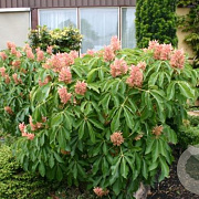Aesculus pavia 'Rosea Nana' 12-14 cm 35L 200 cm stam